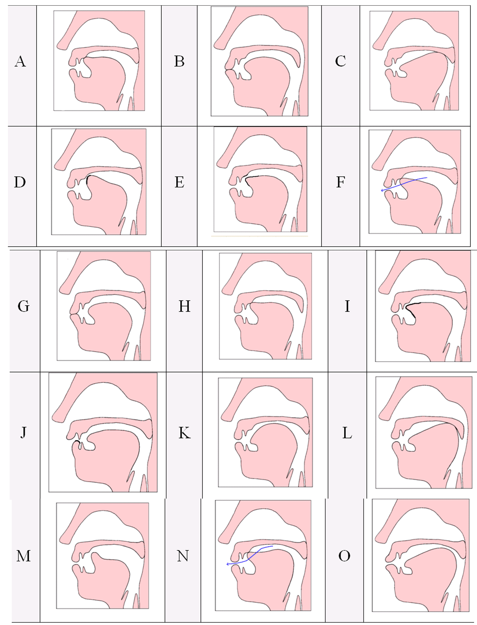 Phonetics Phonology Tutorial answers Azus Notes